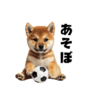 子柴犬の日常使いしやすいスタンプ（個別スタンプ：11）