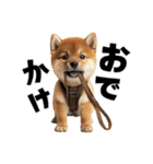 子柴犬の日常使いしやすいスタンプ（個別スタンプ：12）