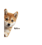 子柴犬の日常使いしやすいスタンプ（個別スタンプ：13）