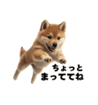 子柴犬の日常使いしやすいスタンプ（個別スタンプ：14）