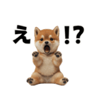 子柴犬の日常使いしやすいスタンプ（個別スタンプ：17）
