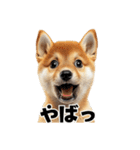 子柴犬の日常使いしやすいスタンプ（個別スタンプ：18）