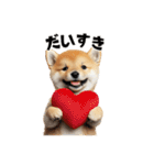 子柴犬の日常使いしやすいスタンプ（個別スタンプ：19）