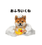 子柴犬の日常使いしやすいスタンプ（個別スタンプ：20）