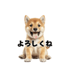 子柴犬の日常使いしやすいスタンプ（個別スタンプ：23）
