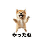 子柴犬の日常使いしやすいスタンプ（個別スタンプ：24）