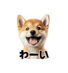子柴犬の日常使いしやすいスタンプ（個別スタンプ：25）