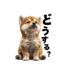子柴犬の日常使いしやすいスタンプ（個別スタンプ：29）