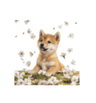 子柴犬の日常使いしやすいスタンプ（個別スタンプ：35）
