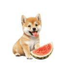 子柴犬の日常使いしやすいスタンプ（個別スタンプ：36）
