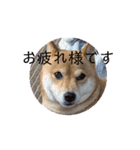福ちゃんだね♡動くスタンプ編（個別スタンプ：2）