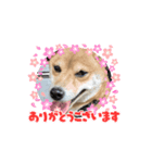 福ちゃんだね♡動くスタンプ編（個別スタンプ：7）