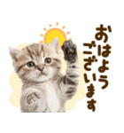 こねこmix（個別スタンプ：1）