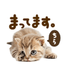 こねこmix（個別スタンプ：8）