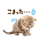 こねこmix（個別スタンプ：21）