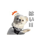 わんぱく♂ぽむ（個別スタンプ：1）