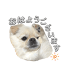 わんぱく♂ぽむ（個別スタンプ：5）