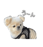 わんぱく♂ぽむ（個別スタンプ：7）