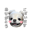 わんぱく♂ぽむ（個別スタンプ：8）