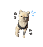 わんぱく♂ぽむ（個別スタンプ：13）
