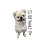 わんぱく♂ぽむ（個別スタンプ：14）