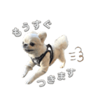 わんぱく♂ぽむ（個別スタンプ：18）
