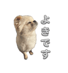 わんぱく♂ぽむ（個別スタンプ：20）