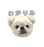 わんぱく♂ぽむ（個別スタンプ：23）