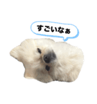 わんぱく♂ぽむ（個別スタンプ：24）