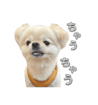 わんぱく♂ぽむ（個別スタンプ：28）