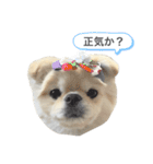 わんぱく♂ぽむ（個別スタンプ：29）