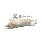 わんぱく♂ぽむ（個別スタンプ：31）