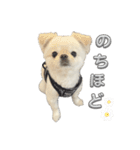 わんぱく♂ぽむ（個別スタンプ：33）