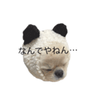 わんぱく♂ぽむ（個別スタンプ：36）