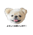 わんぱく♂ぽむ（個別スタンプ：37）