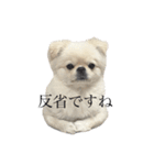 わんぱく♂ぽむ（個別スタンプ：39）