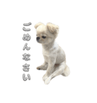 わんぱく♂ぽむ（個別スタンプ：40）