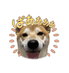 柴犬ふくvol.④（個別スタンプ：1）