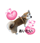 柴犬ふくvol.④（個別スタンプ：2）