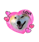 柴犬ふくvol.④（個別スタンプ：4）