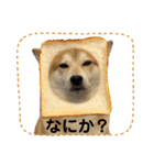 柴犬ふくvol.④（個別スタンプ：6）