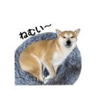柴犬ふくvol.④（個別スタンプ：7）