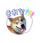 柴犬ふくvol.④（個別スタンプ：8）
