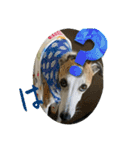 whippet 大也（個別スタンプ：2）