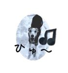 whippet 大也（個別スタンプ：6）