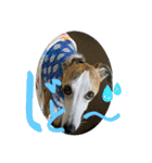 whippet 大也（個別スタンプ：10）