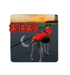 whippet 大也（個別スタンプ：13）