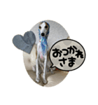 whippet 大也（個別スタンプ：14）