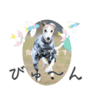 whippet 大也（個別スタンプ：21）