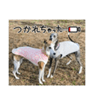 whippet 大也（個別スタンプ：22）